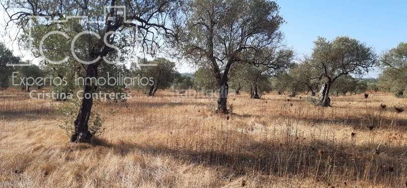 Foto fd3f58ce-9ee7-4592-a6cb-9cfe4b0be94e. Finca rústica a Almonte Almonte