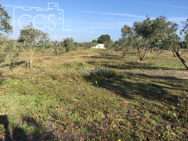 Foto 4487b825-f9d7-4f2b-9128-08a3d50e944b. Masia a Almonte Almonte