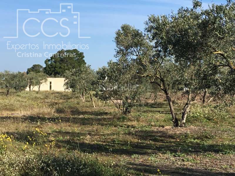 Foto 77eed7f9-d15b-4744-a226-ad8a0c5d54e1. Masia a Almonte Almonte