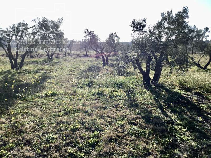 Foto ce7ddce1-8f21-443e-8ea9-17f6725870b2. Masia a Almonte Almonte