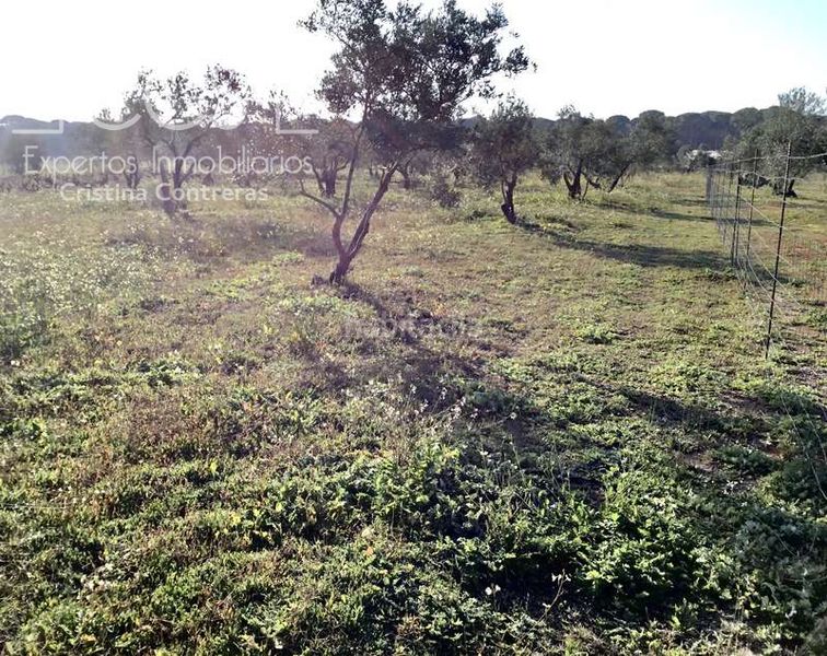 Foto d2fe5c3f-2fa3-42f4-8e0b-72a101140e68. Masia a Almonte Almonte