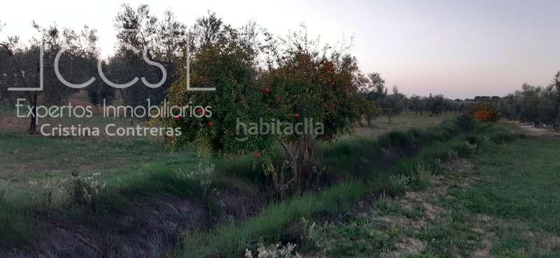 Foto 11a0f10f-1ce6-4098-93fb-31cf713b5e5c. Masia a Almonte Almonte