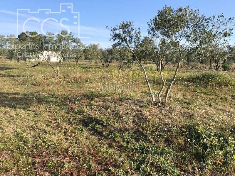 Foto 737b59be-d1bd-4c01-87c5-7e7c199bd279. Masia a Almonte Almonte