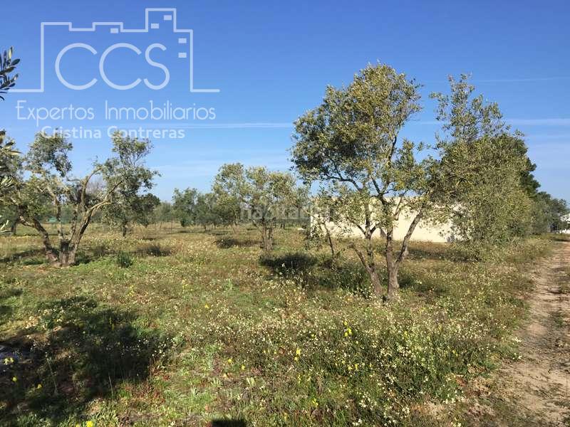 Foto ab5964de-913f-4876-99d1-a9ec2a9e9e87. Masia a Almonte Almonte