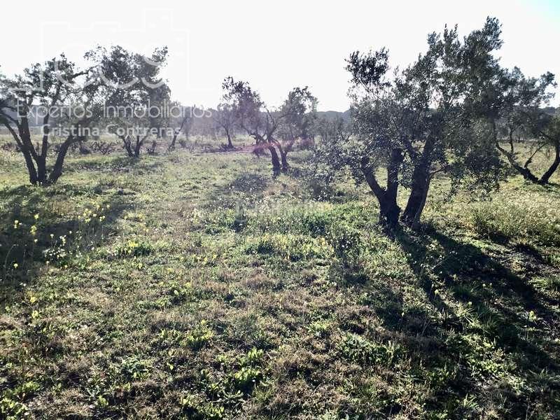 Foto edbc76f0-72f8-466b-8b79-41c03e32a8d0. Masia a Almonte Almonte