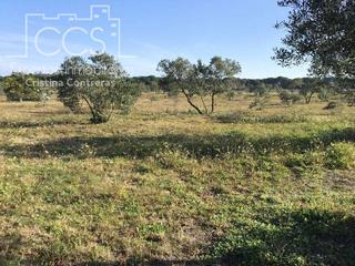 Mas à Almonte. Venta de finca en concesión, de 6.500m2 de terreno y vivienda de