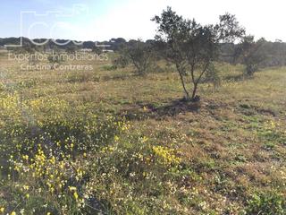 Mas à Almonte. Venta de finca en concesión, de 6.500m2 de terreno y vivienda de