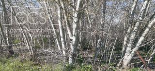 Fondo rustico in Almonte. Venta de finca  en propiedad, de 3ha de terreno en almonte.