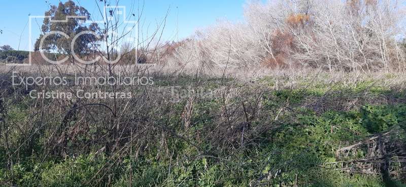 Foto 4e32bde5-c326-4d25-a446-b77e731374e2. Finca rústica a Almonte Almonte