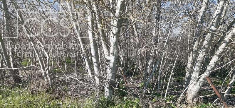 Foto 9c9f3ece-9856-446d-8d00-6034f6bbc17b. Propriété dans Almonte Almonte