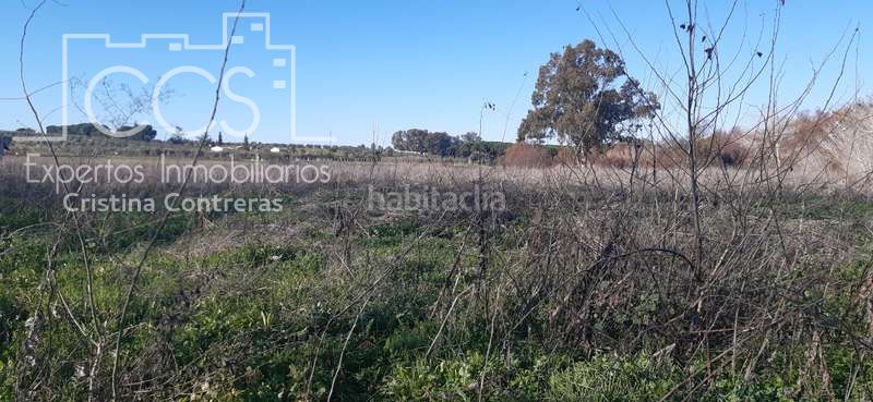 Foto dc782d6e-2a78-4b84-b94a-19be5ce1adae. Finca rústica a Almonte Almonte