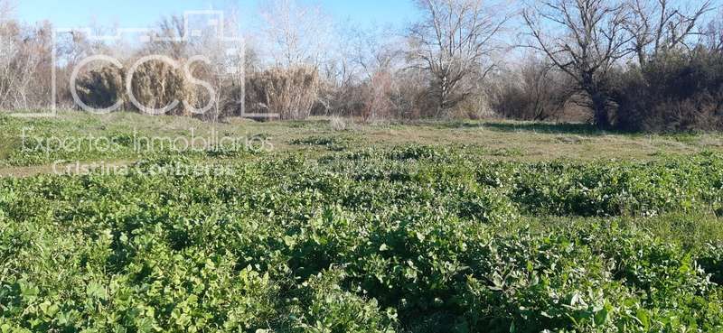 Foto ea98ea53-cd94-4e52-9744-410a0242bfd6. Finca rústica a Almonte Almonte
