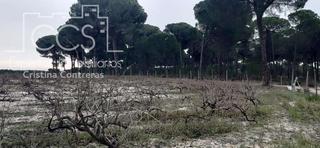 Finca rústica a Almonte. Venta de finca en concesión, de 28.000m2 de terreno  en almonte