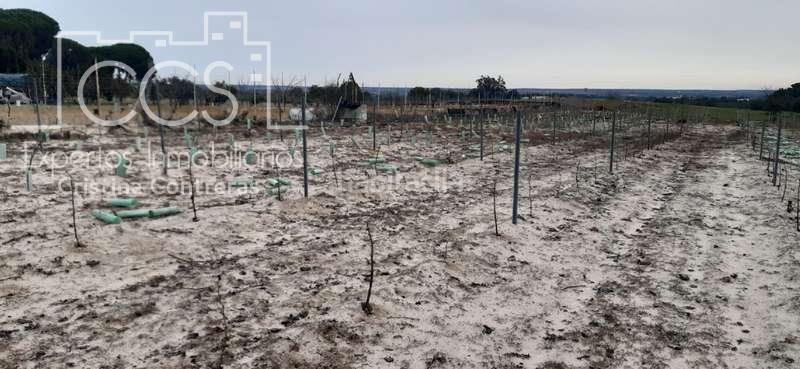 Foto 08d78717-33e4-4077-b14c-ddb84c883a31. Fondo rustico in Almonte Almonte