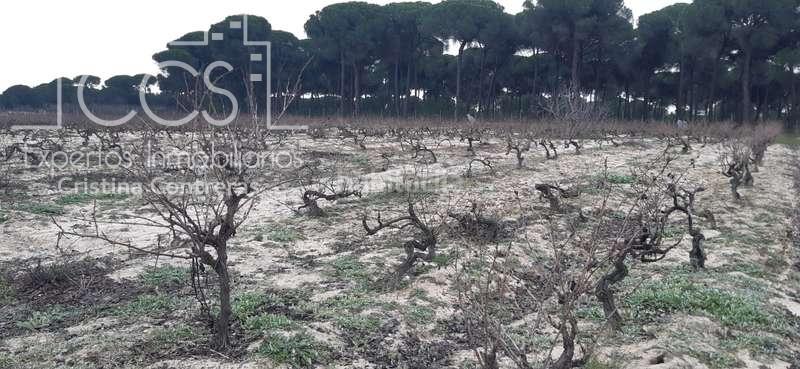 Foto 0fe966ae-2f63-4ebe-a04e-e05fcdc0ddcf. Fondo rustico in Almonte Almonte