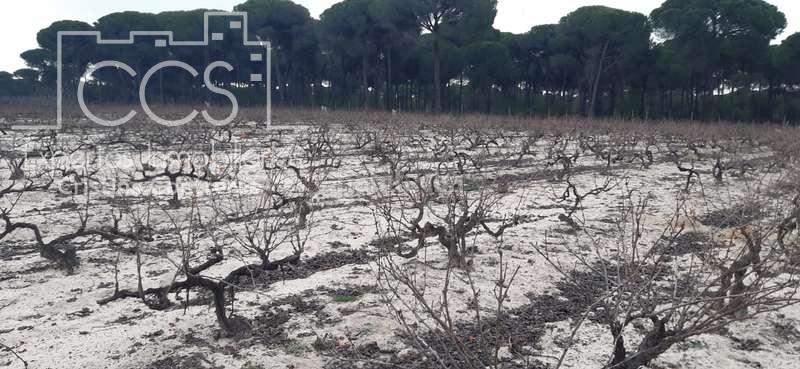 Foto 275120fc-67c3-47bb-8ce4-67ccdf1ee566. Fondo rustico in Almonte Almonte