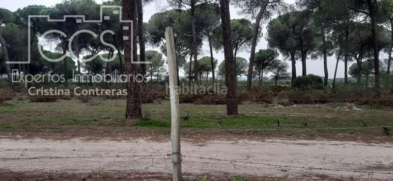 Foto 2e1333d6-c4ee-4c12-8600-7e8fca6b5528. Fondo rustico in Almonte Almonte