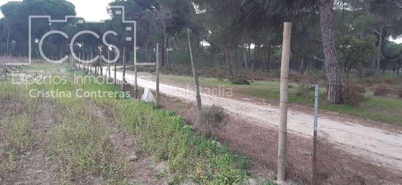 Foto 3d9bb0e9-4b38-456c-abcf-265733107b7d. Fondo rustico in Almonte Almonte