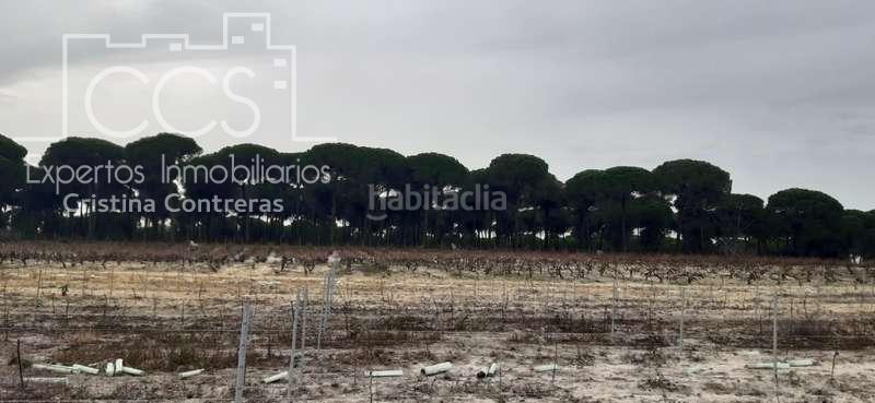 Foto 3fc23ee4-cc00-488c-a48f-8b58f40f3045. Fondo rustico in Almonte Almonte