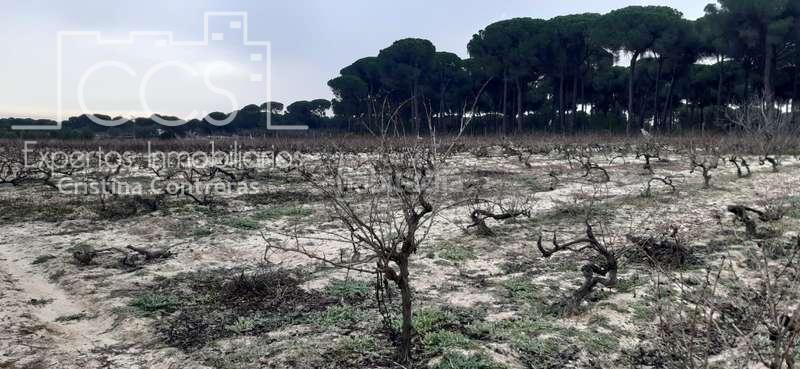 Foto 573857b4-eb23-434c-914b-283f1ed2a248. Fondo rustico in Almonte Almonte