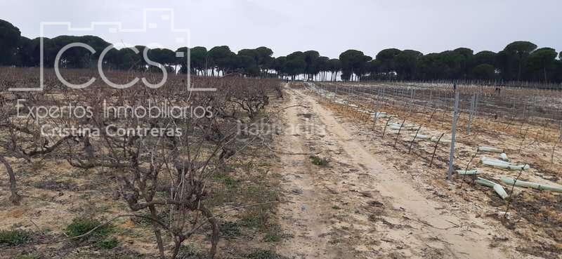 Foto 725eccf8-950b-4d77-8669-05b7ddc73766. Fondo rustico in Almonte Almonte