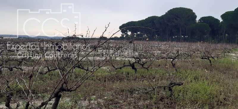 Foto 9c911825-9cb9-4b33-9e0b-1452c24f6267. Fondo rustico in Almonte Almonte