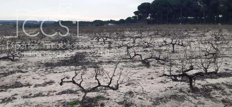 Foto b1729c5a-c647-4555-91e8-a32d061c4162. Fondo rustico in Almonte Almonte