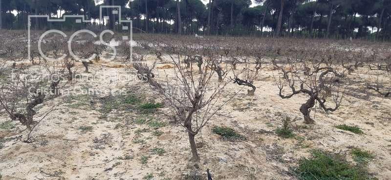 Foto d8ef58fe-2ab9-4755-8a7e-6322772d3e90. Fondo rustico in Almonte Almonte