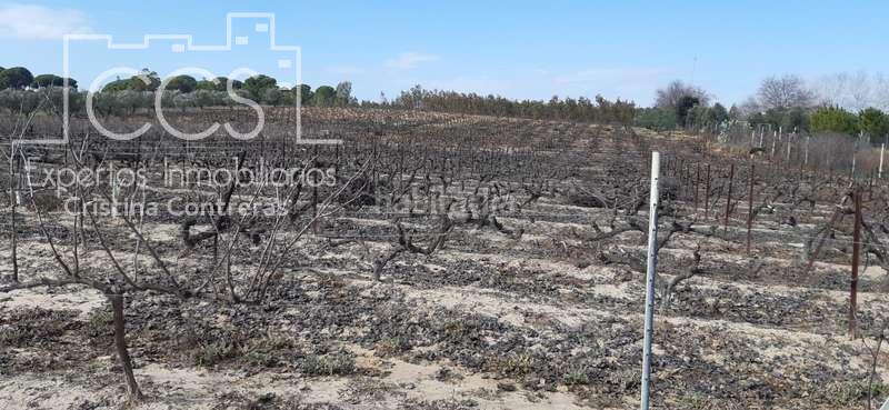 Foto 053d612d-a6ad-4c04-95c6-2c9d665128a2. Landgut in Almonte Almonte