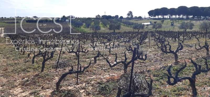 Foto 22ab7bc2-95e4-4318-9c92-6fc0e3a32749. Landgut in Almonte Almonte