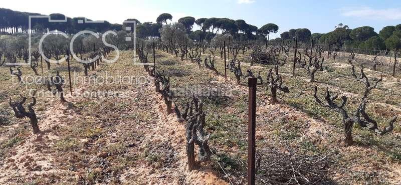 Foto 2cf7ee72-6767-4ed7-a8c9-873e97f16f86. Landgut in Almonte Almonte