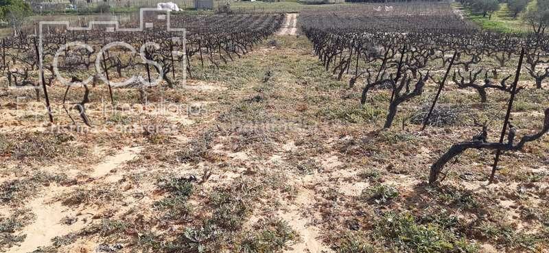 Foto c7b8a7be-491b-4dd3-b3ae-c206814452d3. Landgut in Almonte Almonte