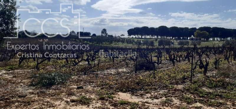 Foto e1a6824d-1ff9-492d-9c85-48185304bafa. Landgut in Almonte Almonte