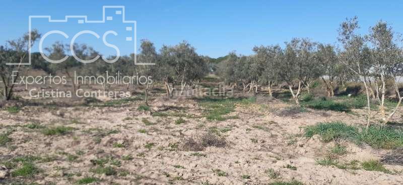 Foto 2ace4c12-dc03-41ba-84a0-7d311e6626cc. Finca rústica a Almonte Almonte