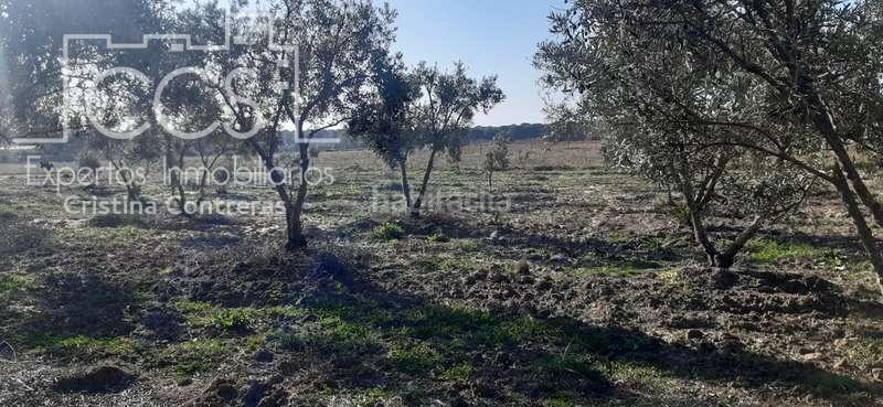 Foto 38f3d14b-db2d-4571-9862-ddf3b0bd1ddd. Finca rústica a Almonte Almonte
