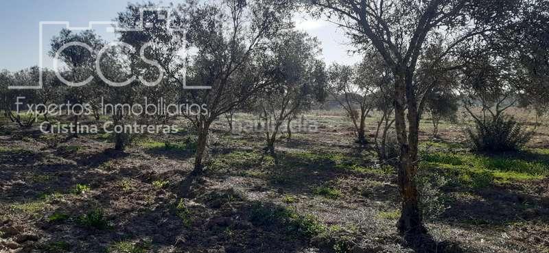 Foto 7f6840c3-cf9f-4803-98b2-ef8e60d82719. Finca rústica a Almonte Almonte