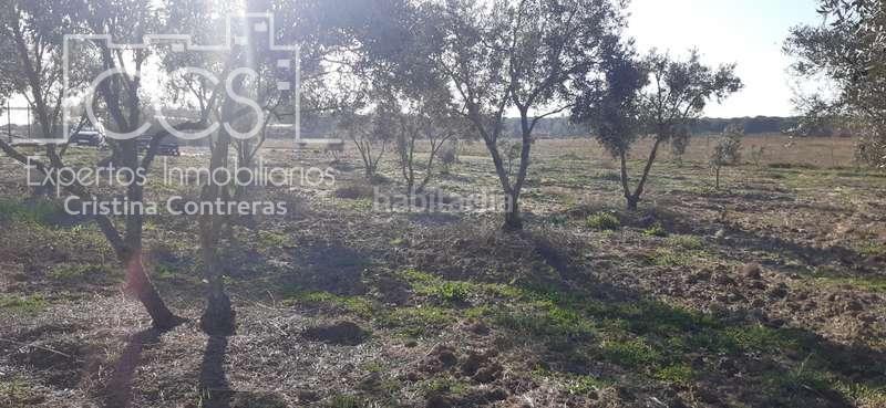 Foto d41d1264-ed06-44e8-b361-dd1f1af886ed. Finca rústica a Almonte Almonte