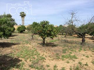 Finca rústica a Olivares. Venta de parcela de 10.288 m2 en el centro de olivares.
