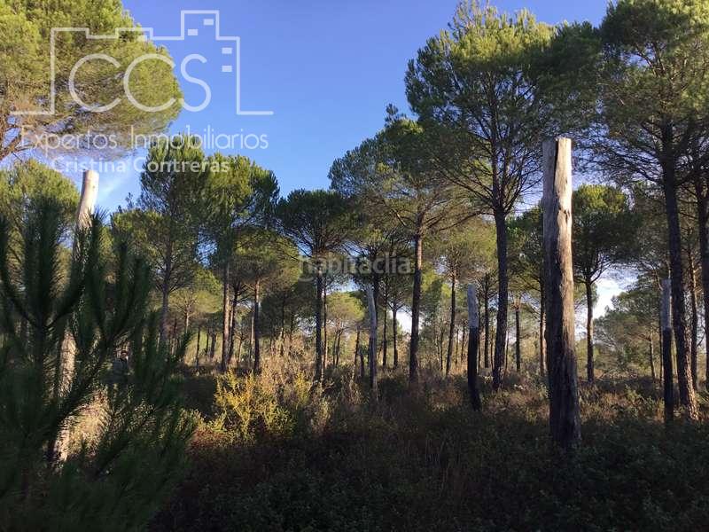 Foto 204d7e73-fcd2-4033-9389-e4fbf2c7e5fd. Propriété dans Almonte Almonte