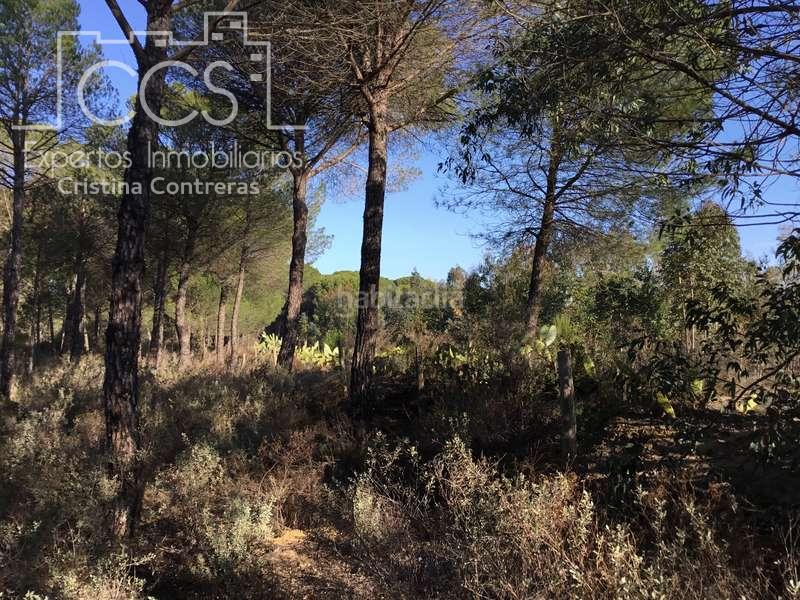 Foto 46ea7ab7-8423-4e00-b8e2-29095e663de1. Propriété dans Almonte Almonte