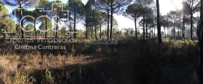 Foto 4ca44b33-c873-487b-8e2e-aa16500a6ba1. Propriété dans Almonte Almonte