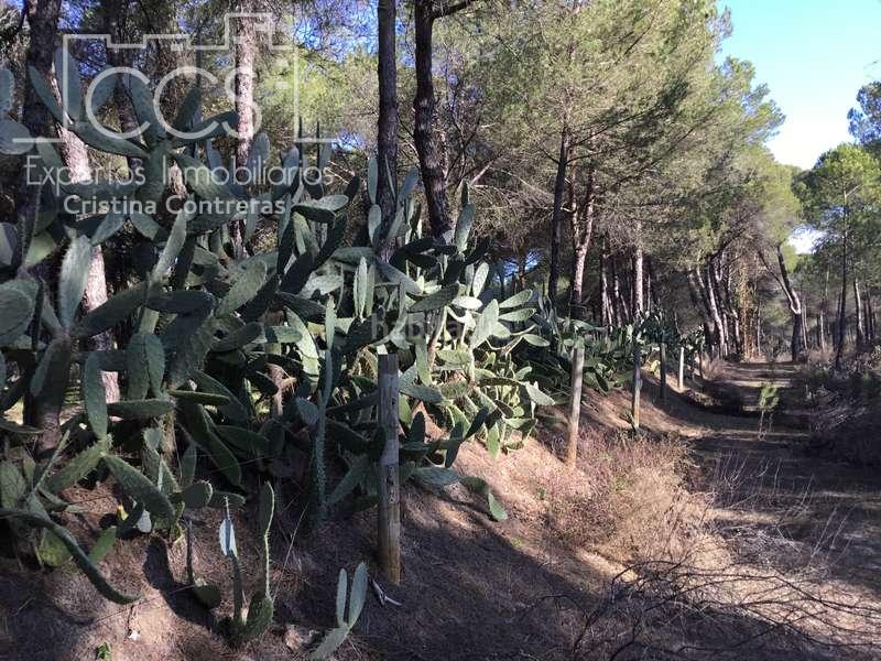 Foto 6644fe93-c213-4dab-a217-fbbe26edf86f. Propriété dans Almonte Almonte