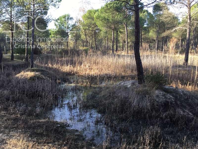 Foto 751f6278-a23b-4884-a5c1-9319a337cd6f. Propriété dans Almonte Almonte