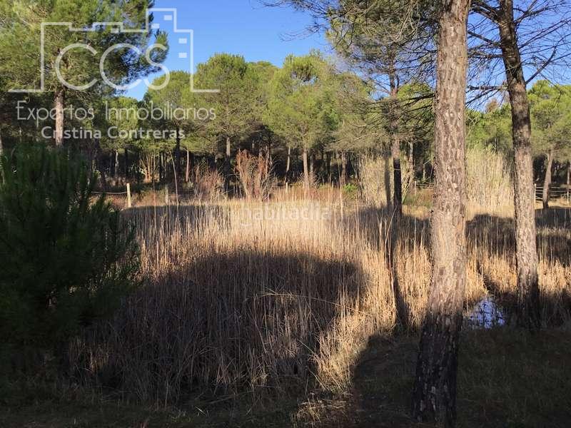 Foto 8f99c27e-1d71-4c10-90d4-c40deee42df8. Propriété dans Almonte Almonte