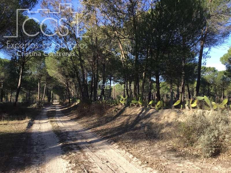 Foto dedb2f0d-58fc-49c5-b7ae-7437b3e0010f. Propriété dans Almonte Almonte