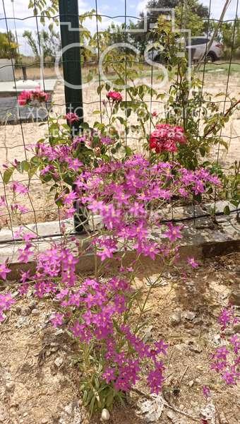 Foto 8c0b23ff-22d1-4cfc-93ec-d93df74ad217. Masía venta de finca de 12.285 m2 de terreno con casa de madera de 85m2 construidos en rociana, huelva en Rociana del Condado