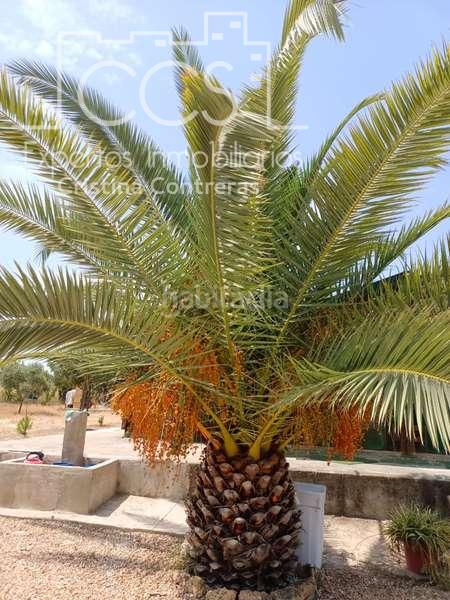 Foto bfb5f046-9f00-44f2-b200-f68f73c50d3b. Masía venta de finca de 12.285 m2 de terreno con casa de madera de 85m2 construidos en rociana, huelva en Rociana del Condado