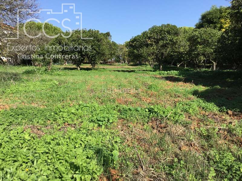 Foto 06e0b83f-28cb-47e7-a857-65ebdf8f9f1c. Finca rústica a Loreto Espartinas