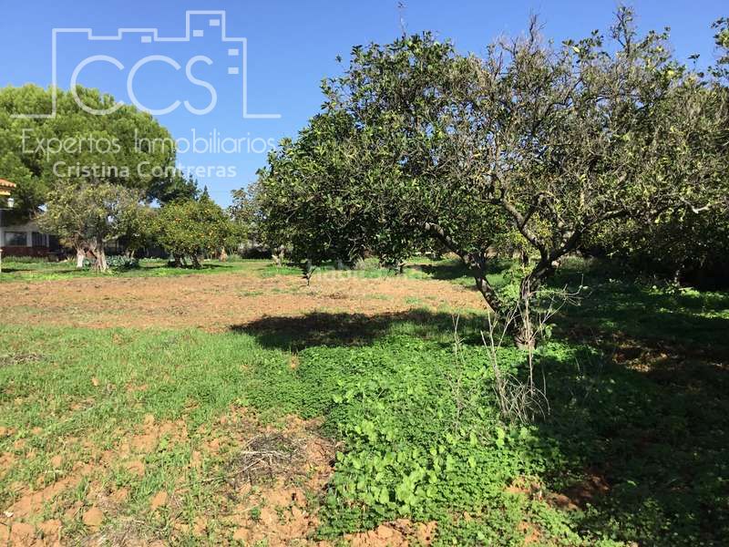 Foto 0d2a77f6-a131-48a7-ae76-09824c0cbb9e. Finca rústica a Loreto Espartinas