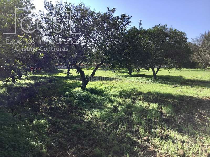 Foto 65b26338-a3e7-454b-a8eb-421abeb70ae4. Finca rústica a Loreto Espartinas